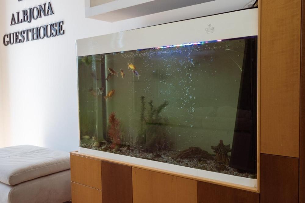 Albjona Guesthouse Tiran Dış mekan fotoğraf
